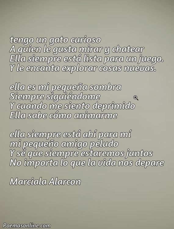 Mejor Poema sobre Gato Curioso, Poemas sobre Gato Curioso