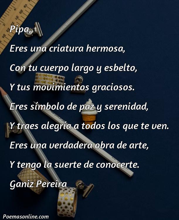 Mejor Poema sobre Pipa, 5 Poemas sobre Pipa